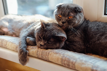 Two cute british shorthair and scottish fold cats sleeping