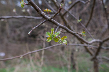 Buds on a branch