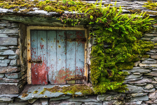 Old weather door surrounded by moss and ferns