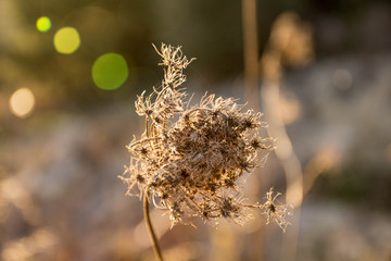 Cardo de otoño cálido