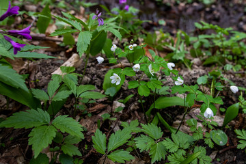 Tender white flowers 