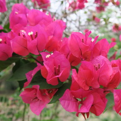 Bougainvillea, triple flowers, rich flowering shrub in tropical climate