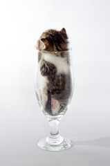 small kitten color tabby sitting in a clear beer glass