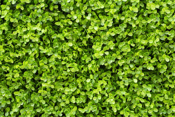 green ivy background
