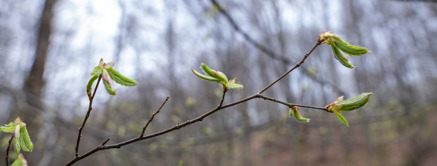 Buds on a branch