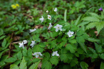 Tender white flowers 