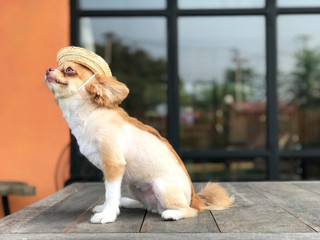 Brown chihuahua sitting on the table outside enjoy sunny day