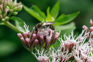 Sechsbindige Furchenbiene