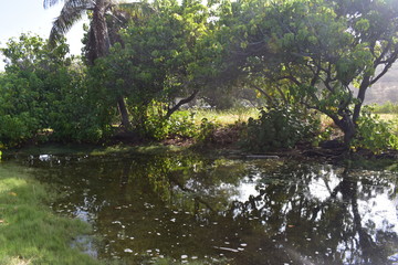 Strange trees in the middle of a jungle next to a calm stream