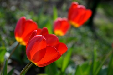 red tulips in the yard