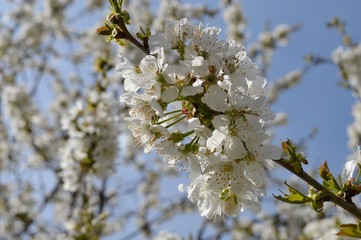 white cherry blossoms