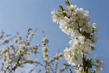 white cherry blossoms