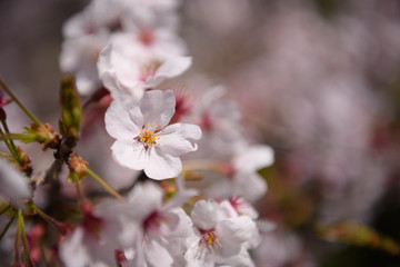 京都植物園の桜