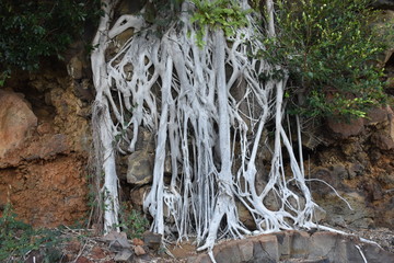 Walking tree with long lanky roots stretching to the ground and outward