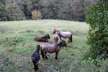 caballos pastando