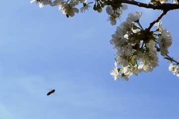 bee on white cherry blossoms
