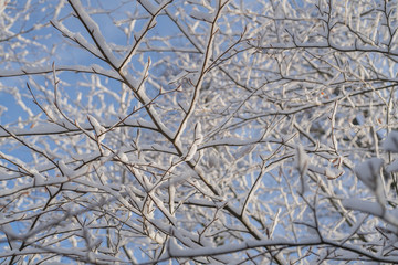 Äste mit Schnee im Winter 