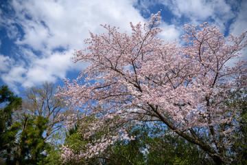京都植物園の桜