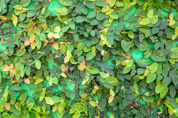 ivy leaves on green cement wall