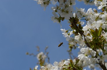 bee on white cherry blossoms