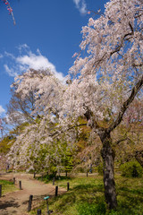 Fototapeta premium 京都植物園の桜