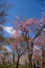 Naklejka premium 京都植物園の桜