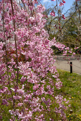 Fototapeta premium 京都植物園の桜