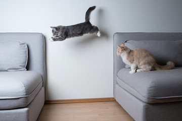 blue tabby maine coon kitten jumping from one sofa to another. cream colored cat is watching.