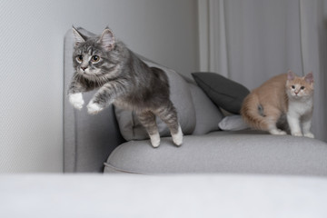 blue tabby maine coon kitten about to jump over the sofa. cream  colored cat is watching from the...