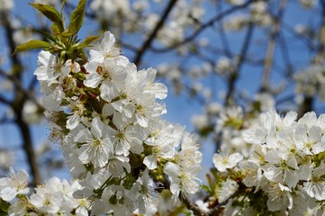 white cherry blossoms