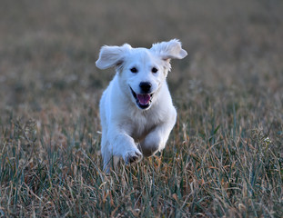 perro golden corriendo en el campo