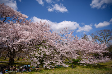 京都植物園の桜