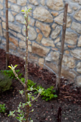 Knospen Säulenapfel Malus