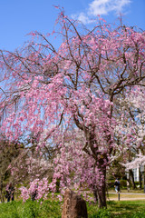 Naklejka premium 京都植物園の桜