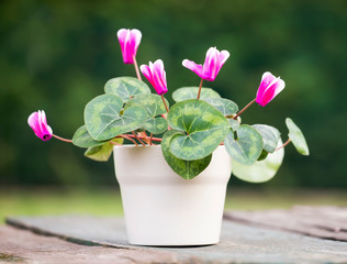Mothers day gift, purple cyclamen potted flower