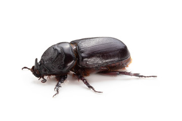 Siamese rhinoceros beetle isolated on white background.