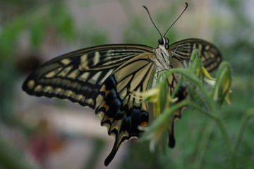 Fototapeta na wymiar Swallowtail butterfly