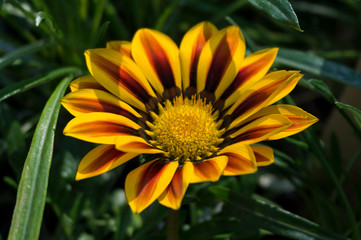 Gazania bloom striped flower sunny day