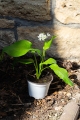 Bärlauch mit weißen Blüten