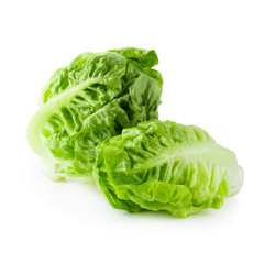 fresh baby Cos Lettuce Isolated over the White Background.
