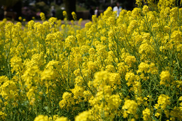 Fototapeta premium 菜の花