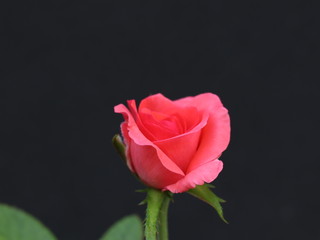 pink rose on black background