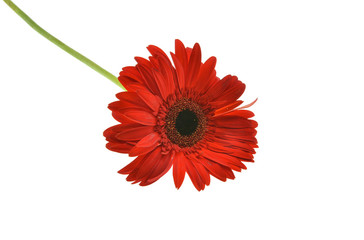 red gerbera flower isolated on white background