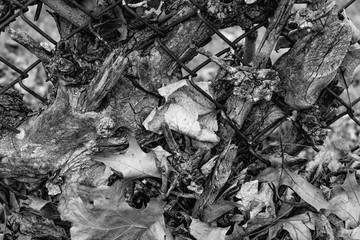 Texture of leaves in a fence