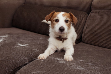Fototapeta na wymiar FURRY JACK RUSSELL DOG, SHEDDING HAIR DURING ANNUAL MOLT SEASON PLAYING ON SOFA FURTNITURE.