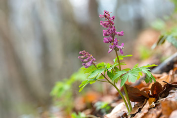 Hollowroot, Corydalis cava. Corydalis cava, violet spring flowers of corydalis, macro, close-up. Purple corydalis flowers in forest on early spring 