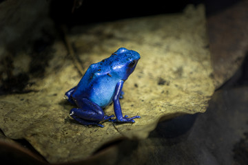 Blue frog