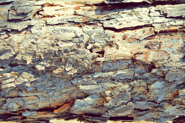 tree. texture