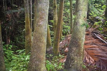 Blooming Plants in Jungle surrounded by green foliage after a light summer rain