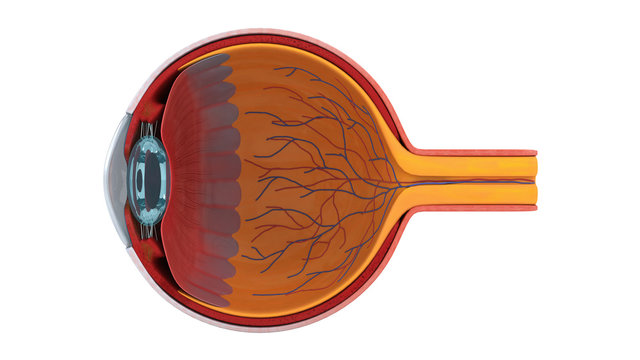 3D illustration of eye anatomy